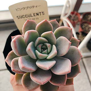 多肉植物 ピンクプリティのおしゃれなアレンジ 飾り方のインテリア実例 Roomclip ルームクリップ
