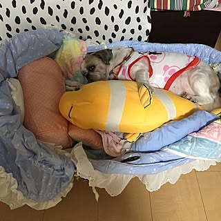 私の物なのに・・/満足/取り合いに勝つ(*•̀ㅂ•́)و/ひとりじめ/シーズー犬...などのインテリア実例 - 2016-09-21 23:27:49