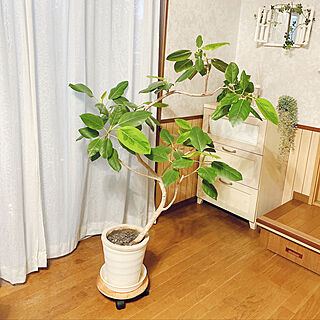 曲がり具合に惹かれて((*´∀｀*))/アルテシマ/観葉植物のある暮らし/シンボルツリー/家族が集まる場所...などのインテリア実例 - 2022-07-15 18:12:14