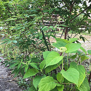 2019.6.6/ガーデニング初心者/セイヨウニンジンボク/花芽が出てきたよ/2年目のアナベル...などのインテリア実例 - 2019-06-06 07:03:32