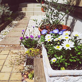 玄関/入り口/小さな庭/オリーブの木/春のお花/寄せ植え...などのインテリア実例 - 2016-03-31 09:20:10