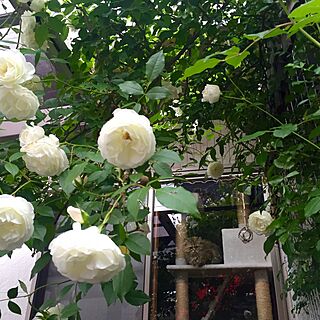 玄関/入り口/グリーンカーテン/あんず/薔薇/薔薇が好き...などのインテリア実例 - 2016-05-11 19:07:02
