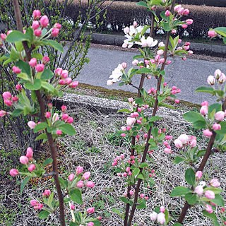 玄関/入り口/姫りんごの木/姫りんごの花のインテリア実例 - 2021-03-31 18:02:18