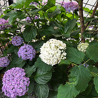 てまりてまり/アナベル/紫陽花 てまりてまり/東側ガーデン/植物のある暮らし...などのインテリア実例 - 2019-06-12 16:39:40