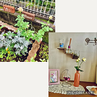 植物のある暮らし/RCの出会いに感謝♡/見てくれてありがとう♡/ダイソー階段型ウォールシェルフ/見てくださってありがとう❁︎...などのインテリア実例 - 2021-09-27 12:28:52