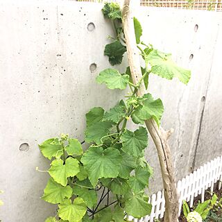 壁/天井/キュウリ/男前/植物/家庭菜園...などのインテリア実例 - 2017-07-03 19:49:50