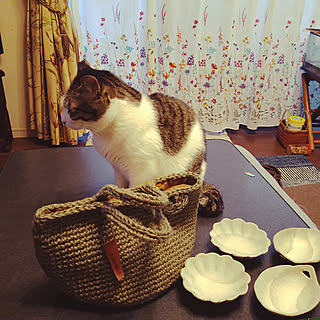 私流/買ってしまいました/休日の風景/今日のおきょうさん/猫のいるお部屋...などのインテリア実例 - 2021-02-17 16:42:03