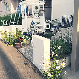 マーガレット/庭/お花のある暮らし/小さな花壇/北側玄関...などのインテリア実例 - 2019-06-07 14:51:51