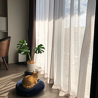 モンステラ/買ってよかったもの/RCの皆さまに感謝♡/観葉植物/部屋全体...などのインテリア実例 - 2023-12-01 01:08:09