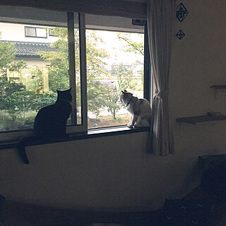 壁/天井/窓から/猫/黒猫のインテリア実例 - 2018-09-17 07:42:46