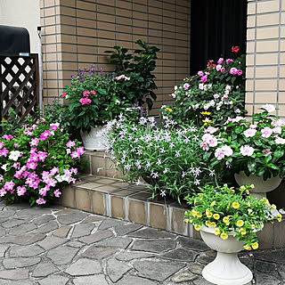 玄関/入り口/季節の花/寄せ植え/スーパーベル レモンスライス/ニチニチソウ...などのインテリア実例 - 2019-09-05 07:41:45