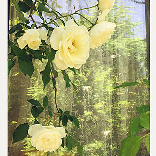 花のある生活/マイガーデン/薔薇のある暮らし/アイスバーグ/庭...などのインテリア実例 - 2020-05-21 17:24:07