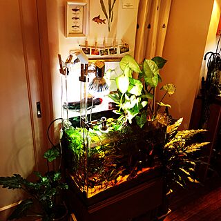 玄関/入り口/熱帯魚/アクアリウム/観葉植物のインテリア実例 - 2017-03-13 02:49:53