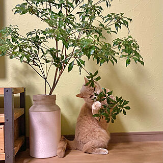salyu/花瓶/観葉植物のある暮らし/切り枝/猫のいる暮らし...などのインテリア実例 - 2023-01-24 05:01:24