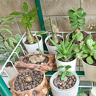 ダクトレール付 植物棚 塊根植物 多肉植物 ボタニカルシェルフ