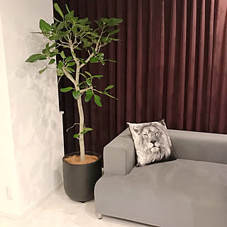 IKEA 大型観葉植物のおすすめ商品とおしゃれな実例 ｜ RoomClip ...