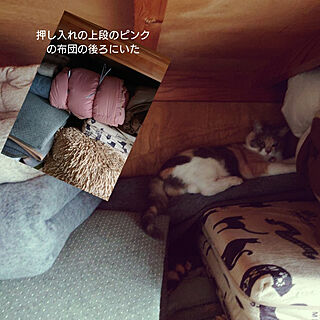 壁/天井/猫と暮らす/古い家を楽しむ/かくれんぼ/古い家に住む...などのインテリア実例 - 2022-07-14 18:46:53