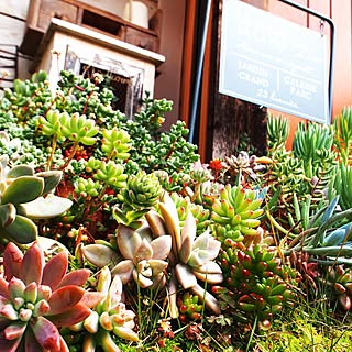 玄関/入り口/多肉植物/多肉植物寄せ植え/お庭/多肉花壇...などのインテリア実例 - 2016-03-25 22:43:02