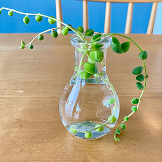 多肉植物 グリーンネックレス水挿しのおしゃれなアレンジ 飾り方のインテリア実例 Roomclip ルームクリップ 多肉植物 グリーンネックレス水挿しのおしゃれなアレンジ 飾り方のインテリア実例 Roomclip ルームクリップ