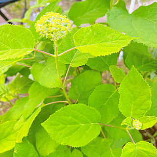 玄関/入り口/咲くのが楽しみ♡/梅雨の花/つぼみ/紫陽花...などのインテリア実例 - 2024-05-19 11:18:11