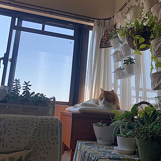 猫と暮らす家/まどからの眺め/ヴィンテージ 家具/北欧/ヴィンテージ雑貨...などのインテリア実例 - 2023-04-09 11:54:30