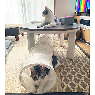 猫トンネル/夏/ねこと暮らす/兄弟猫/IKEA...などのインテリア実例 - 2020-08-02 12:33:17