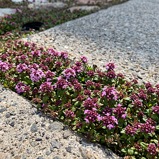 雑木の庭/クリーピングタイム/門柱/河津桜/観葉植物のある暮らし...などのインテリア実例 - 2020-05-09 08:00:16