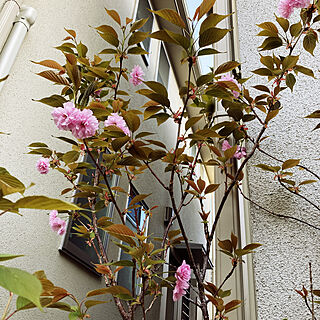 牡丹桜/ホワイト大好き/玄関/入り口のインテリア実例 - 2022-04-11 06:38:14