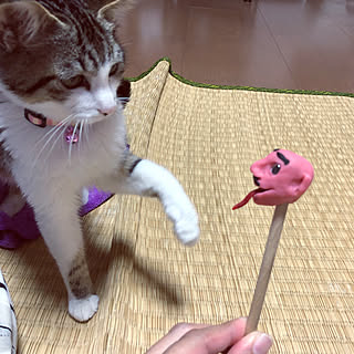 猫パンチ/小さいおじさん/奇妙な/粘土細工/子猫と暮らす...などのインテリア実例 - 2022-02-25 21:14:07