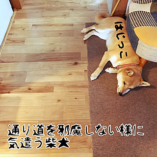 柴犬がいる家/真壁づくりの家/いいね！やコメント沢山ありがとう！/ワンコと暮らす家/暖炉のある部屋...などのインテリア実例 - 2020-04-07 21:52:08