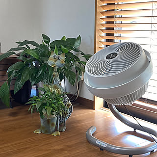 扇風機・サーキュレーター/VORNADO/観葉植物のある暮らし/リビング/ボルネードサーキュレーター...などのインテリア実例 - 2022-07-15 13:27:27