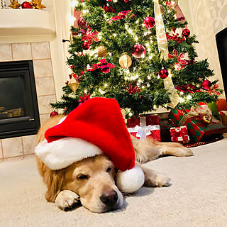 クリスマスディスプレイ/うちのサンタ❣️/田舎暮らし/ゴールデンレトリバー/犬のいる暮らし...などのインテリア実例 - 2020-12-09 07:26:33