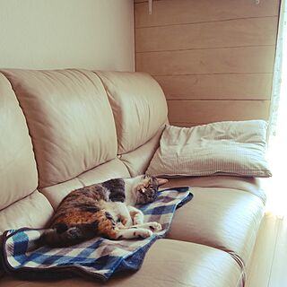 ベッド周り/猫と暮らす。/ねこばかりすみませんm(._.)m/ねこ❤️/すもも...などのインテリア実例 - 2017-07-20 08:45:15