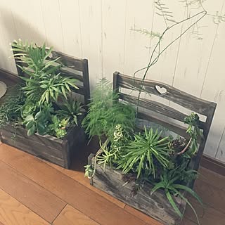 棚/植中毒/とっても不思議なお花屋さん/玄関改造計画中/グリーンのある暮らし...などのインテリア実例 - 2016-04-26 08:08:44