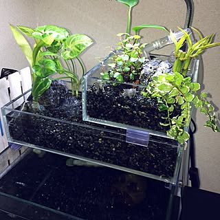 植物 アクアテラリウムのおしゃれなアレンジ 飾り方のインテリア実例 Roomclip ルームクリップ