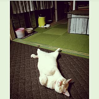 ねこ/猫と暮らす/いいね！ありがとうございます♪/猫大好き隊/猫たちと共同生活...などのインテリア実例 - 2017-05-15 23:57:31