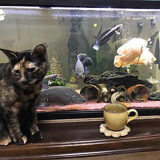 リビング/猫/水槽/熱帯魚のインテリア実例 - 2018-11-23 08:13:52