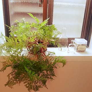 バス/トイレ/ダイソー観葉植物/レトロなガラスのインテリア実例 - 2014-09-11 10:46:49