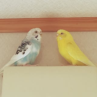 バス/トイレ/ペットでスイマセン！/セキセイインコ/ペットのインテリア実例 - 2015-11-04 12:45:56