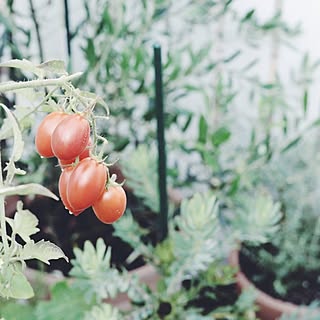 植物/野菜/トマトのインテリア実例 - 2013-09-21 01:28:43