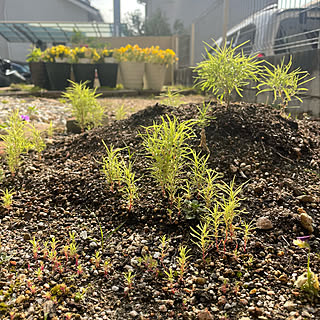 コキアの芽/種が落ちて芽が。/コキア/庭/玄関/入り口...などのインテリア実例 - 2022-05-31 08:16:21