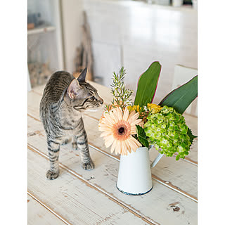 ブックエンド 猫 ねこ ネコ ドライフラワー シャビー 装飾的なブック