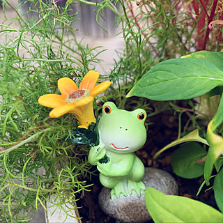 植物のある暮らし/かえるの置物/庭/寄せ植え/コキア...などのインテリア実例 - 2021-10-07 21:22:31