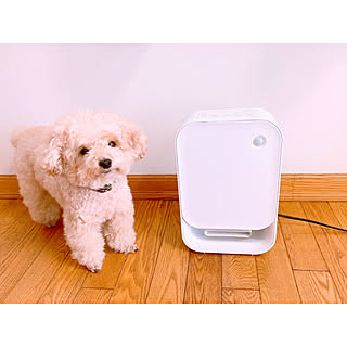 moderndeco/モダンデコ/電気ファンヒーター/犬/犬のいる暮らし...などのインテリア実例 - 2019-12-06 10:12:20