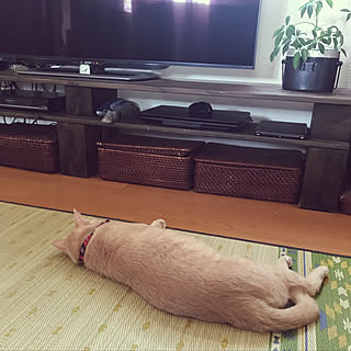 観葉植物/ニトリ積み重ねできるバスケット/ねこのいる風景/テレビボードDIY/イケヒコヨガマット...などのインテリア実例 - 2019-09-03 13:47:59