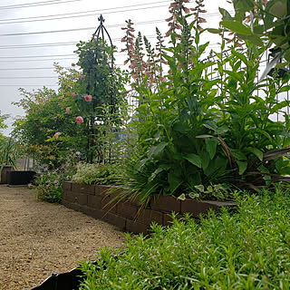 部屋全体/バラ/植物のある生活/花のある風景/植物のある暮らし...などのインテリア実例 - 2021-05-11 09:17:25