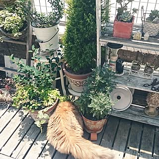 部屋全体/ねこ部/ねこばかりですいません/NO GREEN NO LIFE/お庭の一角...などのインテリア実例 - 2016-12-14 07:20:55