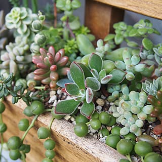 棚/DIY/succulent plants/多肉の寄せ植え/多肉棚...などのインテリア実例 - 2016-10-08 19:00:51