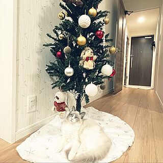 クリスマスツリー/IKEA/ニトリ/セリア/クリスマス...などのインテリア実例 - 2022-11-29 17:25:17