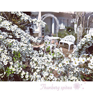 お花に癒される/春の訪れ/雪柳/植物のある暮らし/春のお庭...などのインテリア実例 - 2021-03-26 15:44:55